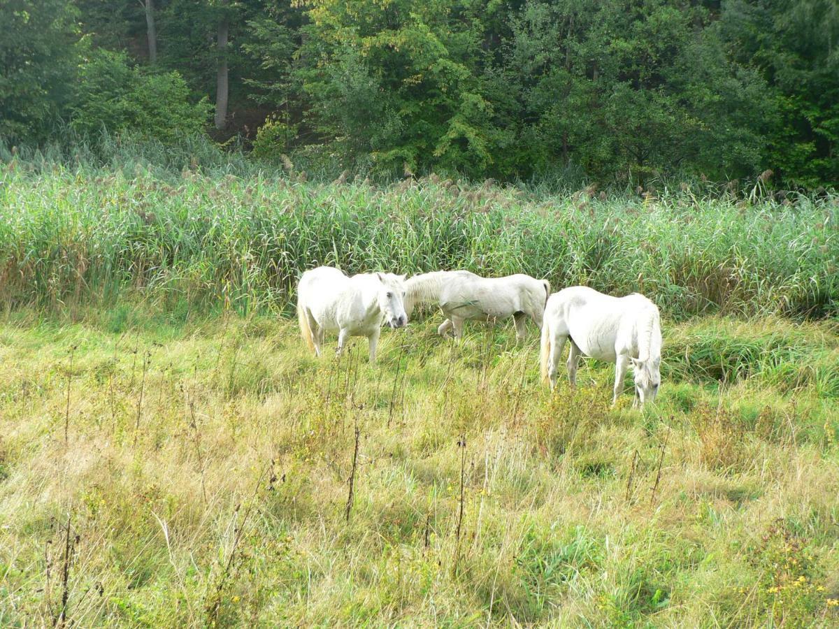 Gästehaus Cheval Blanc Lorch am Rhein Exteriör bild